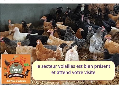 les volailles vous attendent à leur emplacement habituel