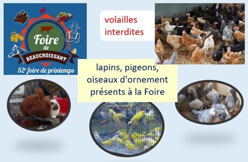 Grippe aviaire : pas de volailles durant cette foire de printemps