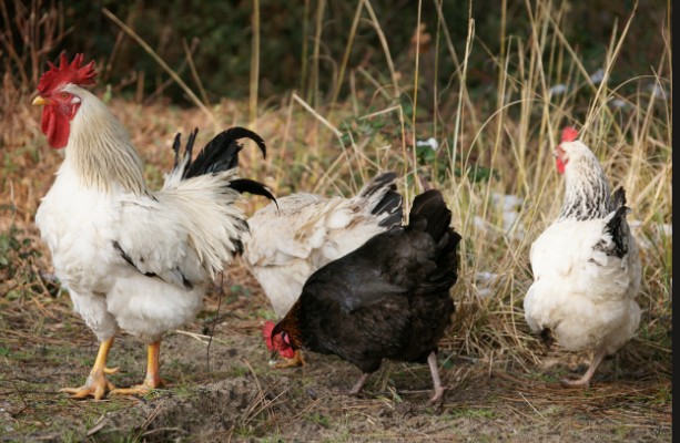 🎉 Message aux exposants et visiteurs 🎉