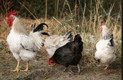 🎉 Message aux exposants et visiteurs 🎉